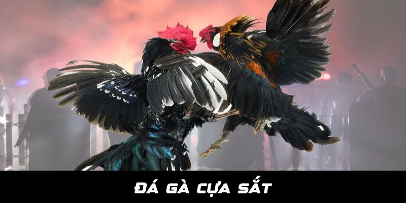 Đá Gà Cựa Sắt - Thiên Đường Giải Trí Dành Cho Kê Thủ Tại Jun88 2 Da ga cua sat